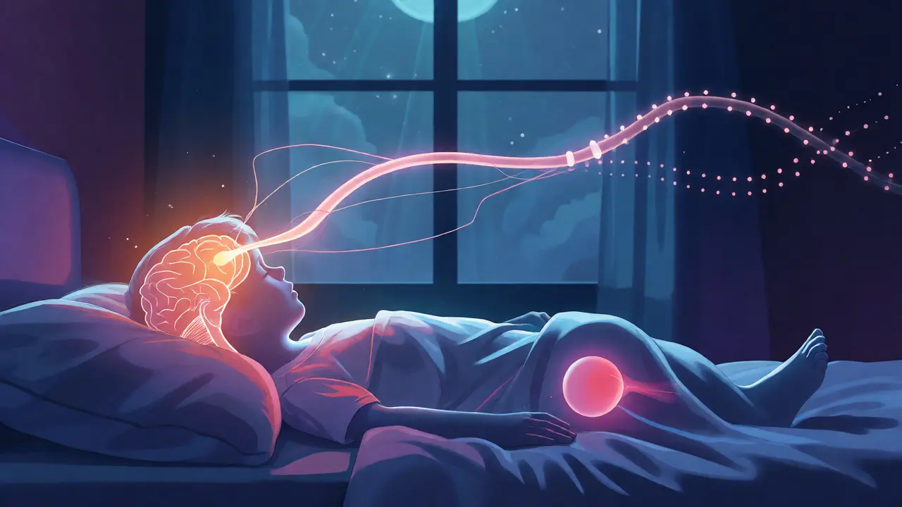 Konceptuální ilustrace zrání nervové soustavy pro noční suchost